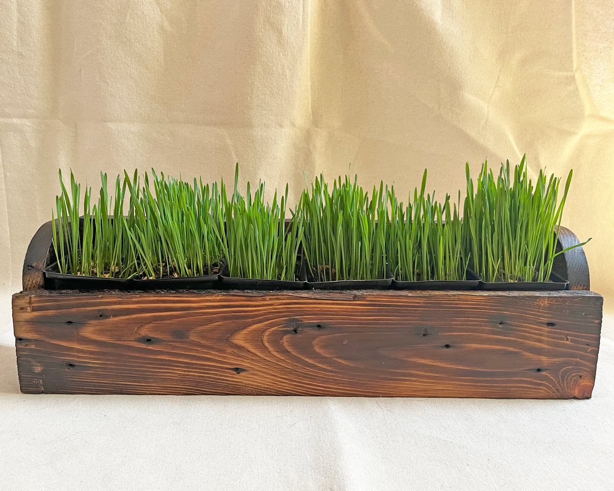 Cat Grass Planter