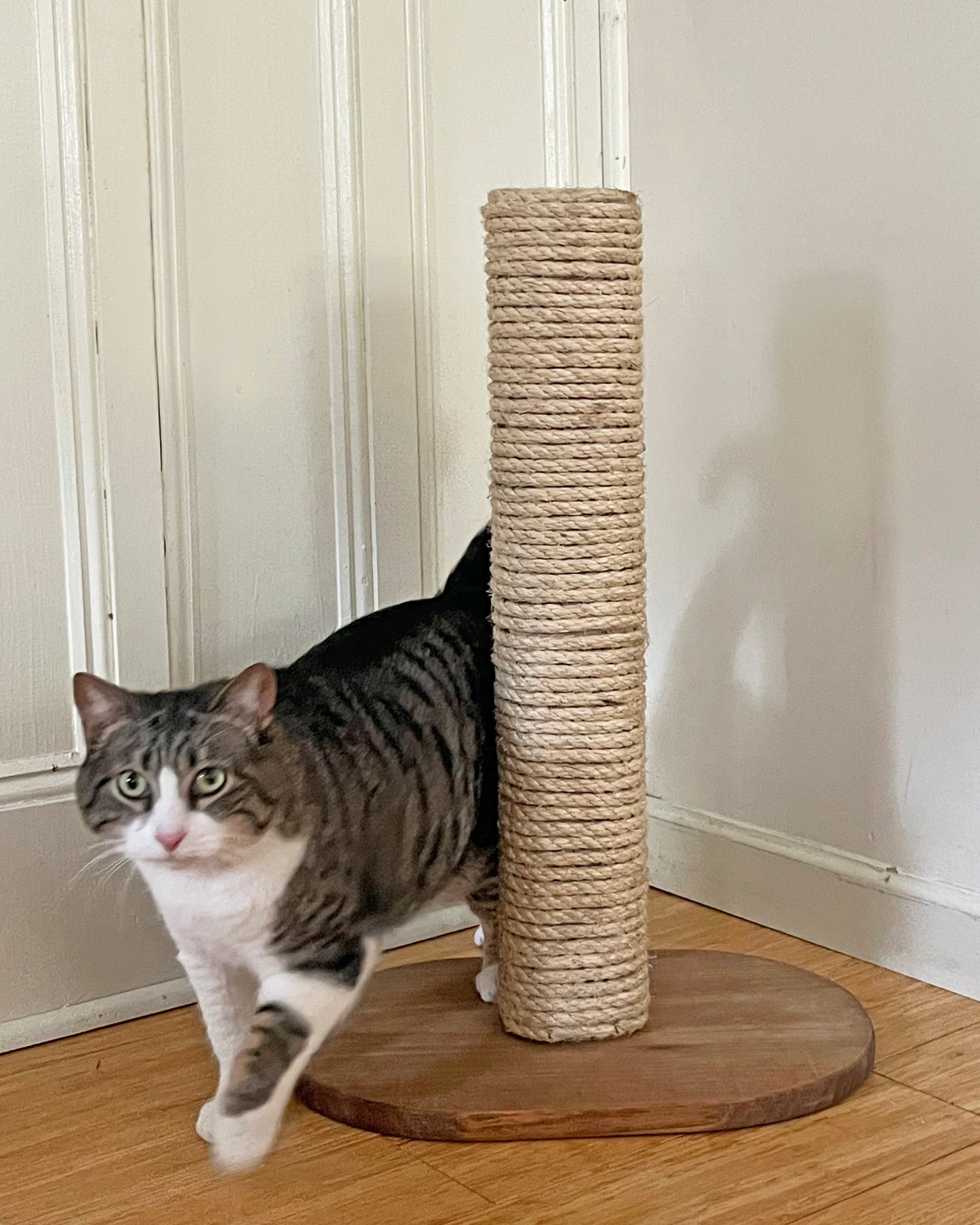 Cat Scratcher