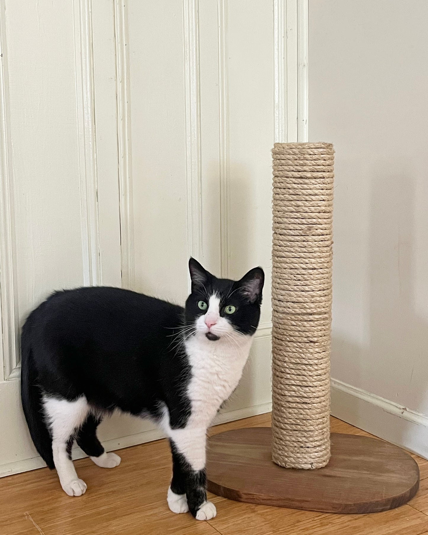 Cat Scratcher