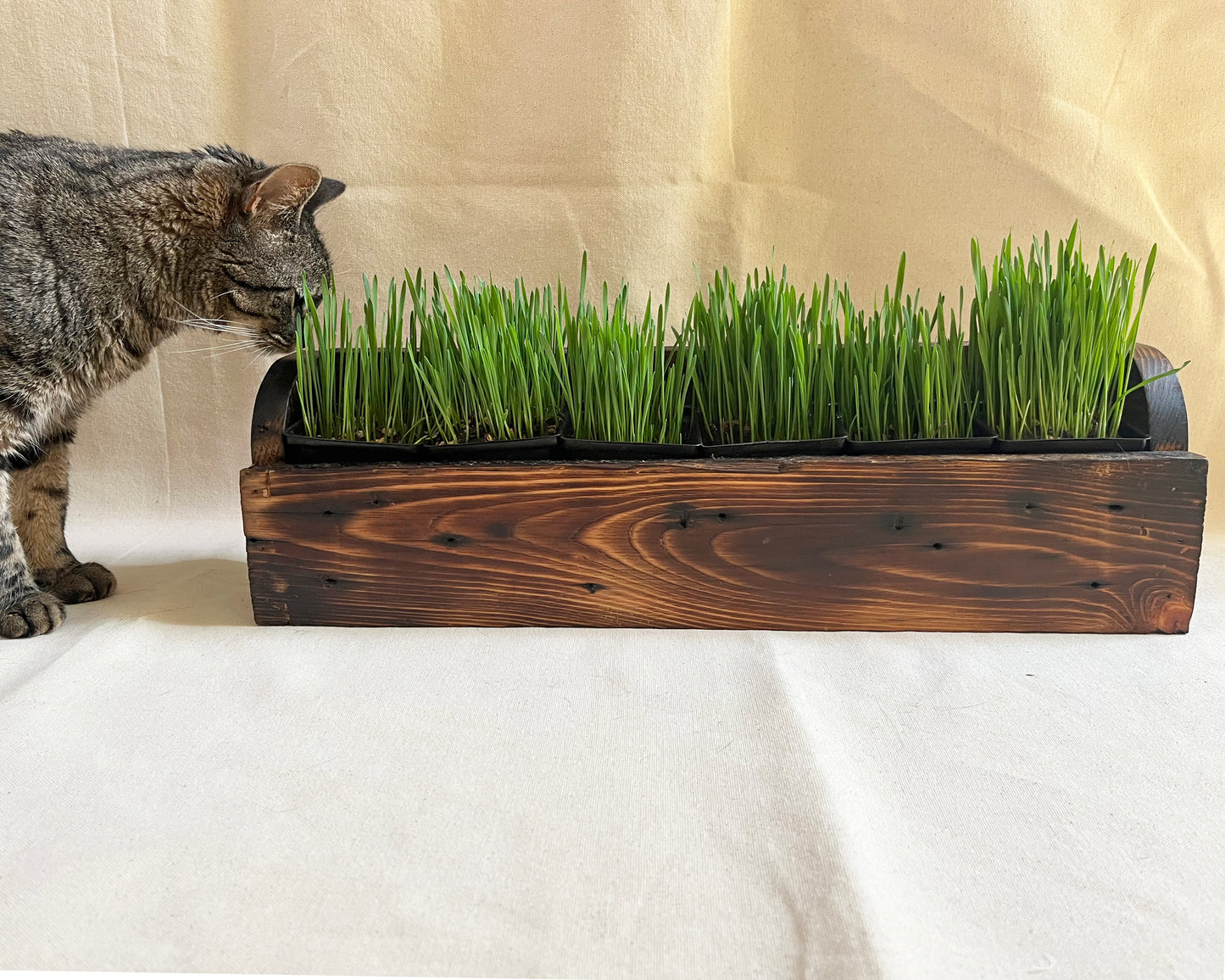 Cat Grass Planter