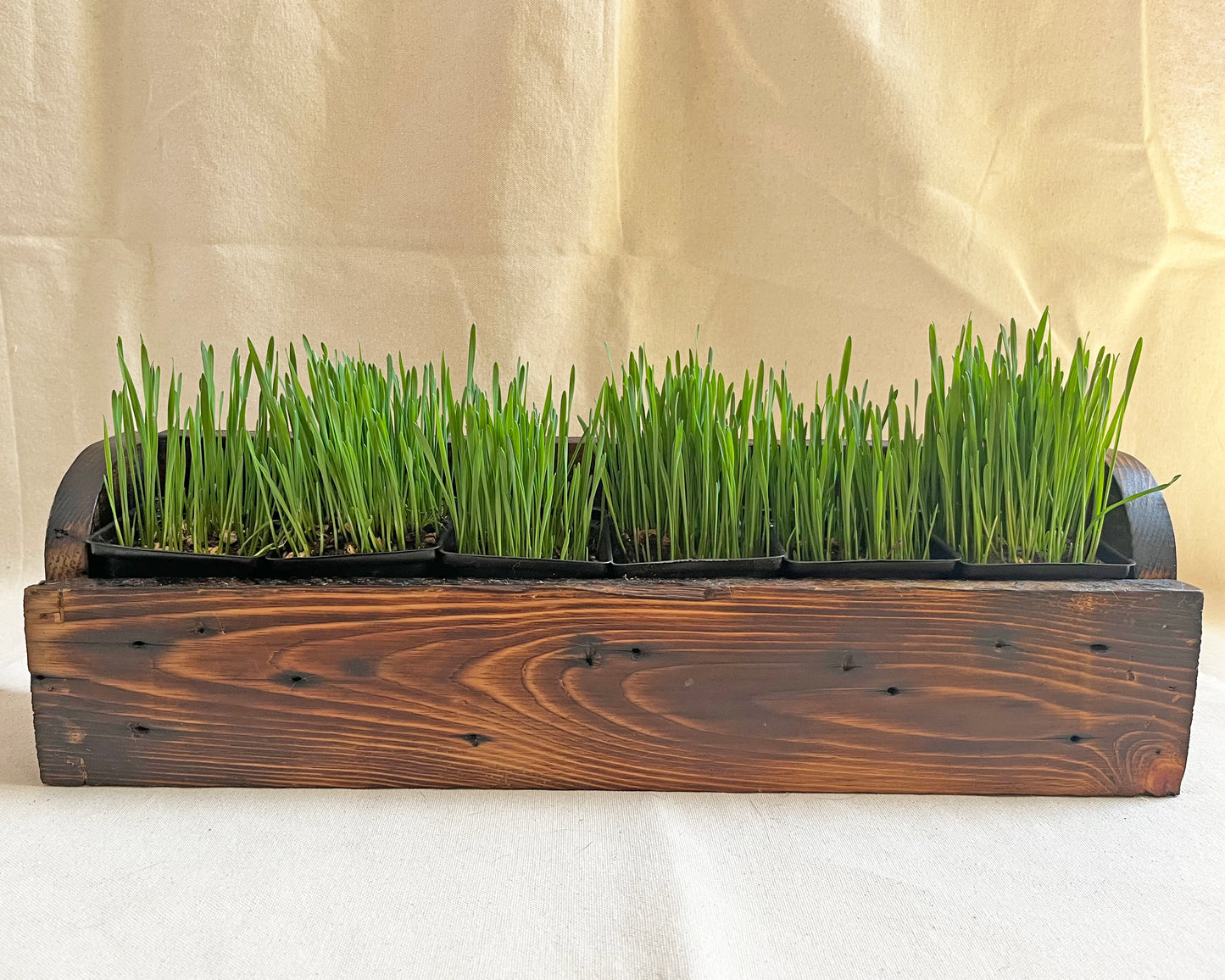 Cat Grass Planter