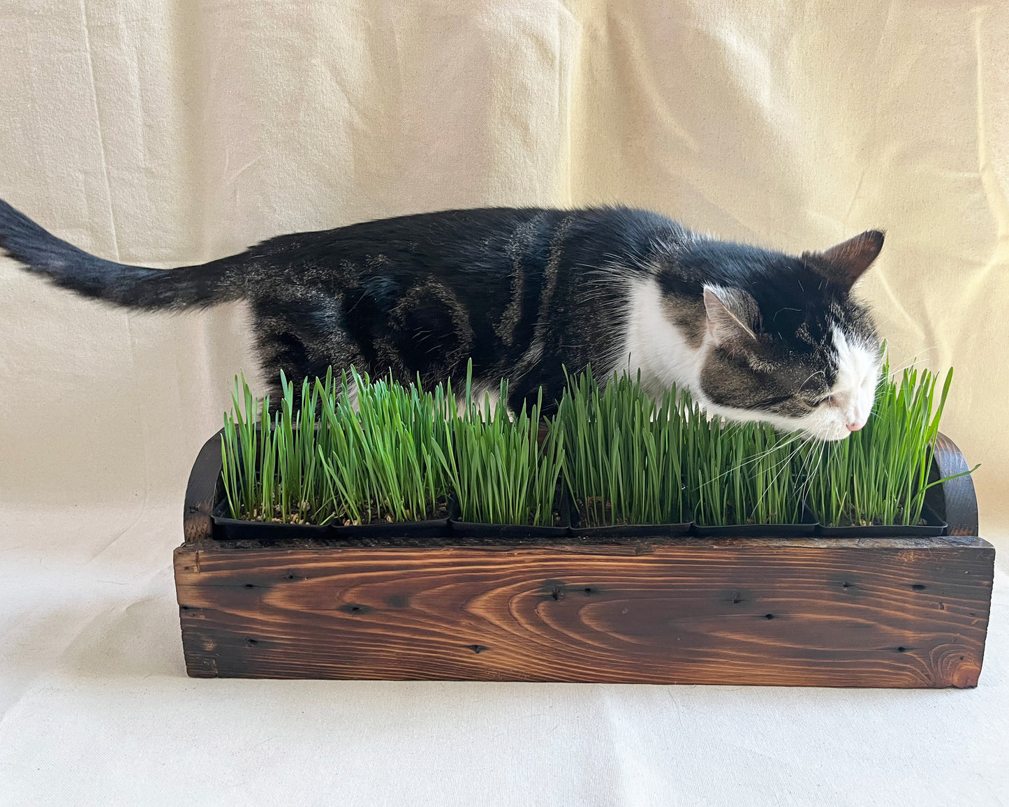 Cat Grass Planter