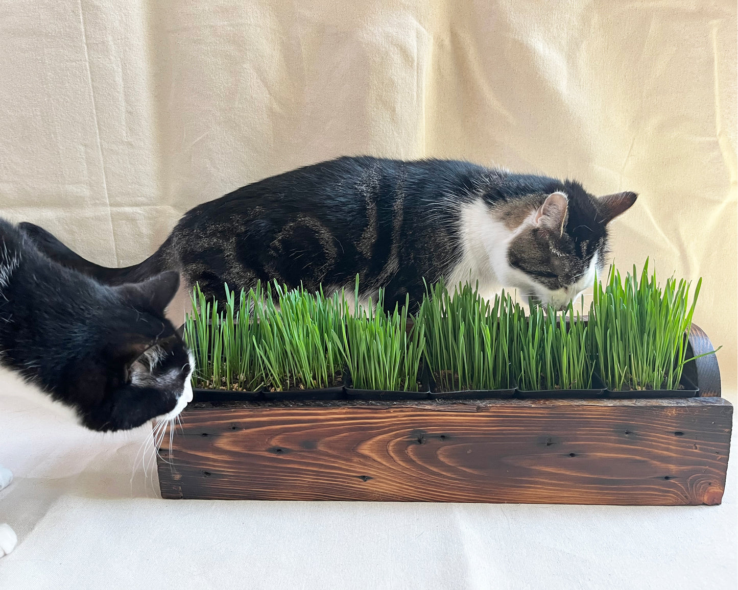 Cat Grass Planter