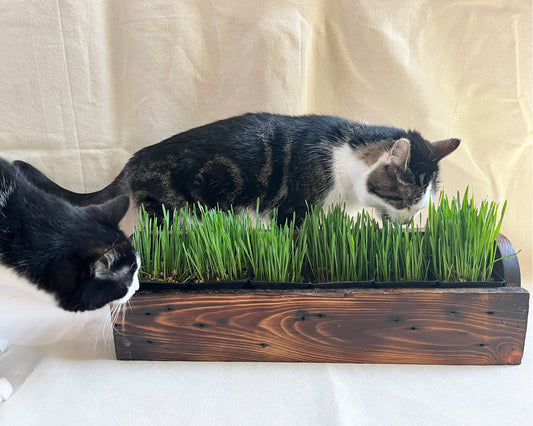 Cat Grass Planter