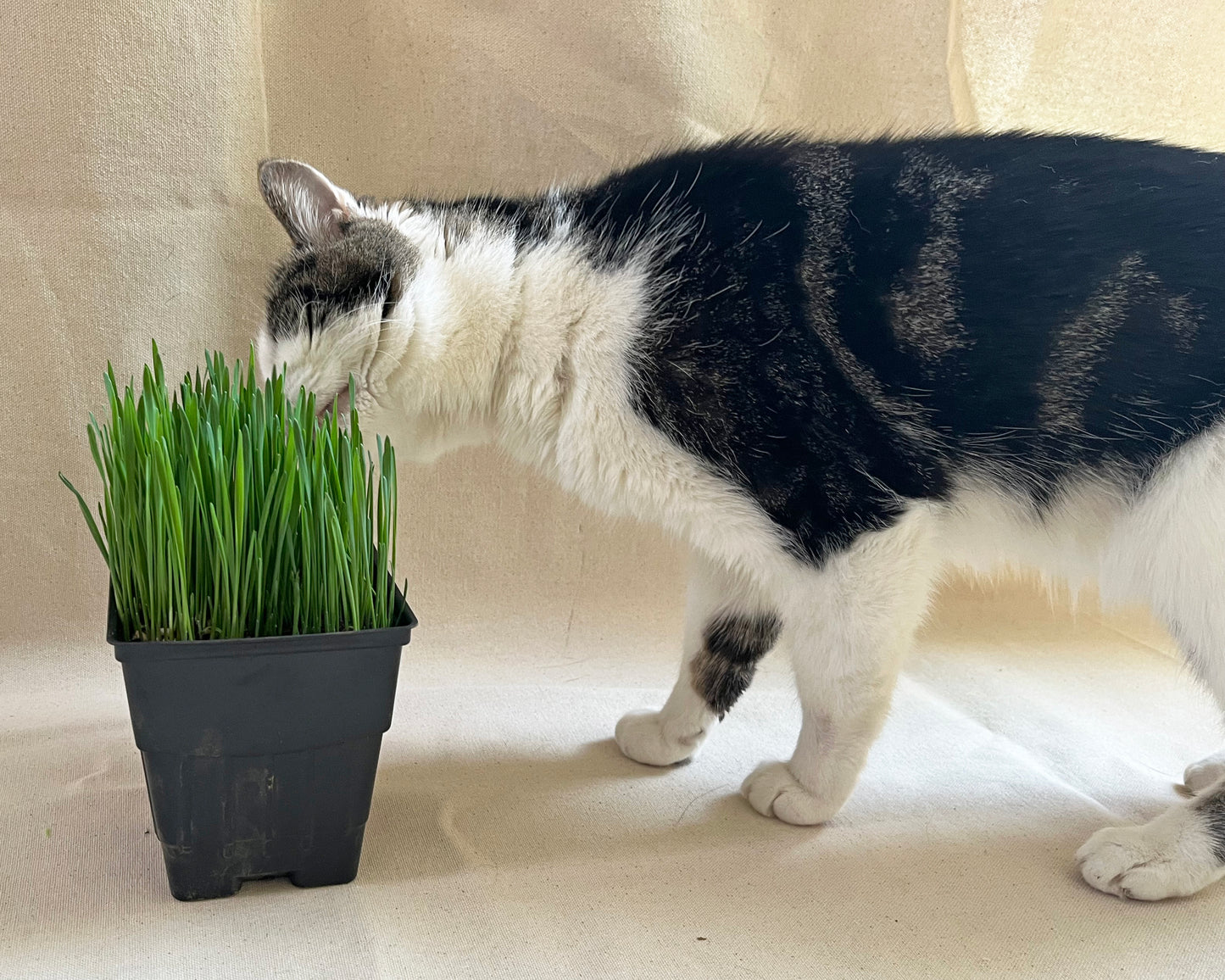 Cat Grass Planter