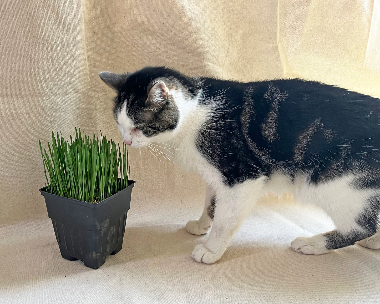 Cat Grass Planter