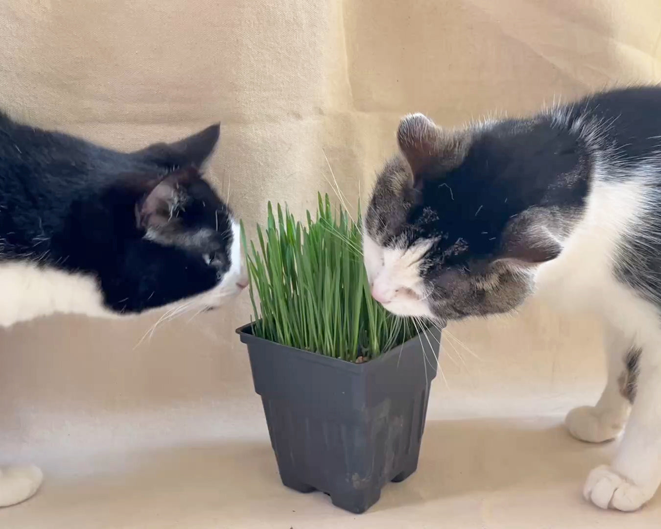 Cat Grass Planter