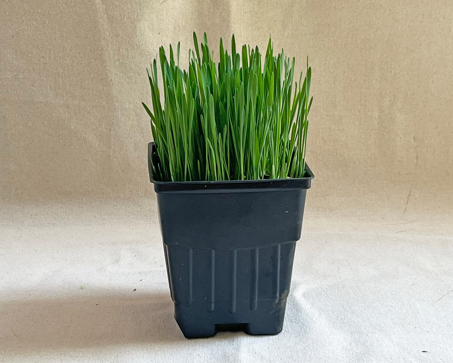 Cat Grass Planter