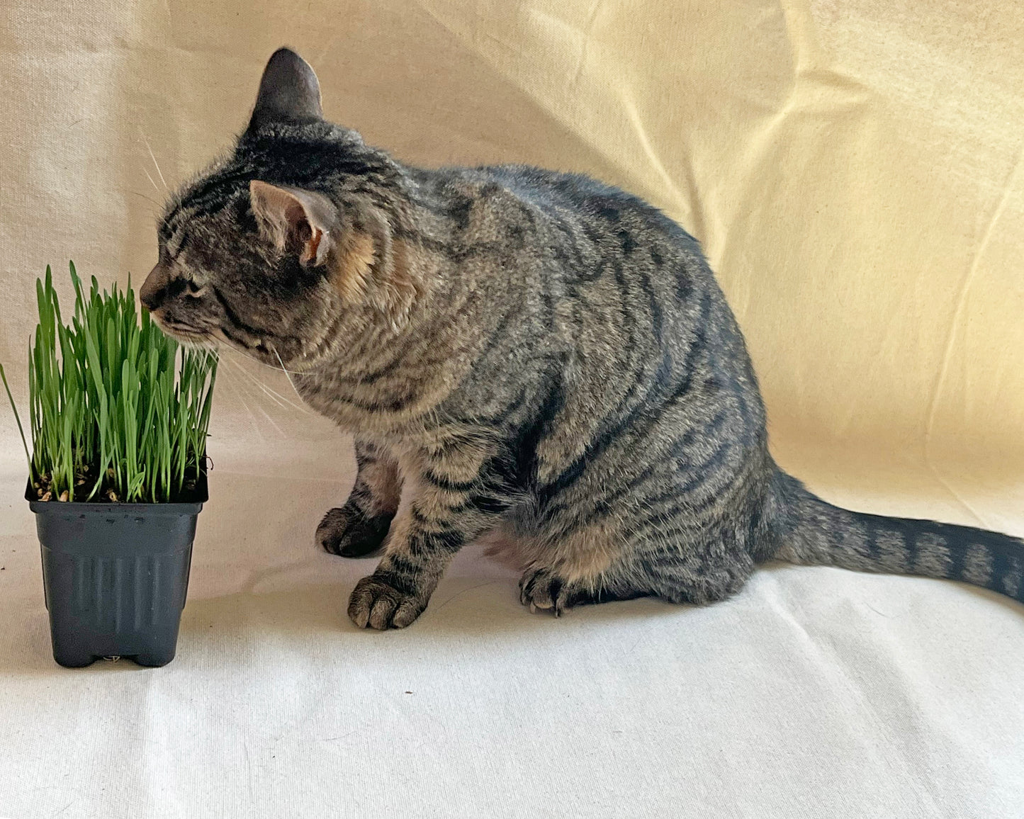 Cat Grass Planter