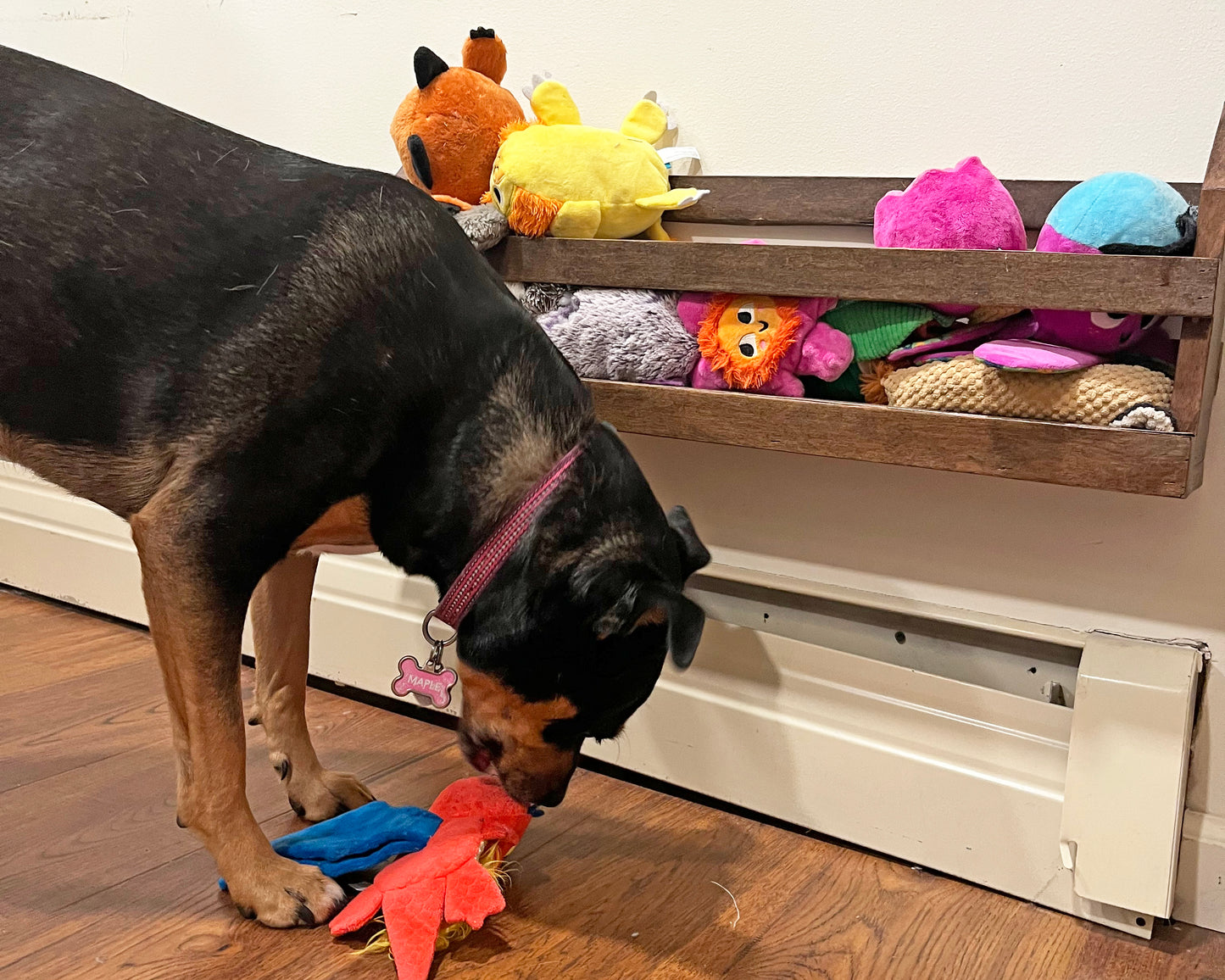 Pet Toybox