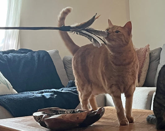 Feather Cat Toy